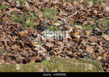 Herde von Bergfinken Fütterung in Laubstreu Stockfoto