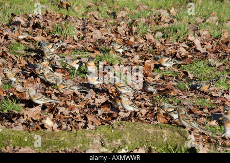 Herde von Bergfinken Fütterung in Laubstreu Stockfoto