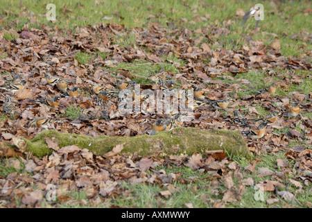 Herde von Bergfinken Fütterung in Laubstreu Stockfoto