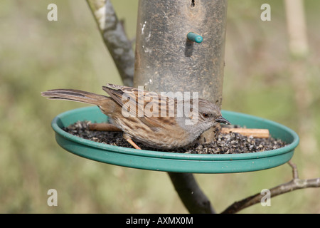 Heckenbraunelle am Niger Samen Vogelhäuschen Stockfoto