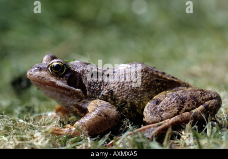 Gemeinsamen Frosch-Rana Temporaria-Familie Ranidae Stockfoto