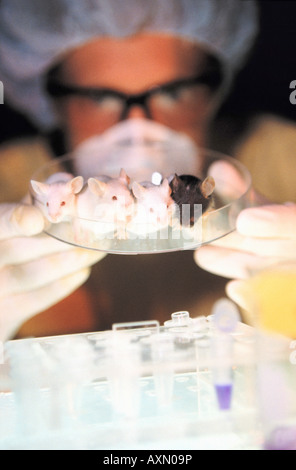 Wissenschaftler mit Labor testen Mäuse Genemodified GVO Stockfoto