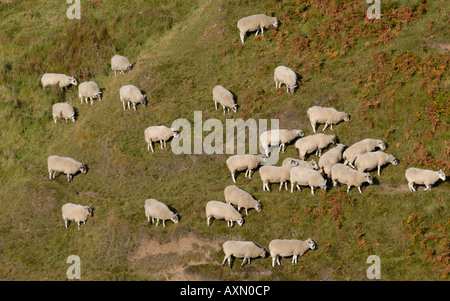 Schafbeweidung auf einem küstennahen Hügel Stockfoto