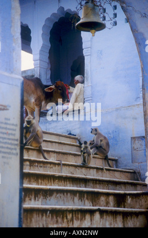 Graue Languren Affen sitzen auf blauen Wand neben einer Kuh und lokalen Mann in Pushkar, Indien Stockfoto