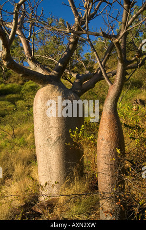 Boab-Bäume auf Floß Point, Kimberley, Western Australia Stockfoto