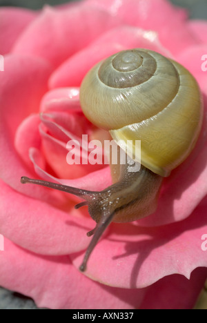 Garten-Schnecke auf rosa rose weiß Lippen beringte Schnecke Bänderschnecken hortensis Stockfoto