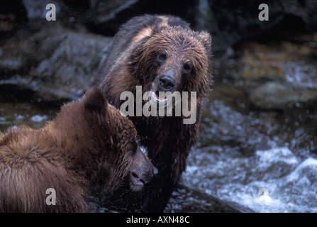 Grizzly Bären Brüder spielen kämpfen bei Anon Creek Bear Reserve Southeast Alaska Stockfoto