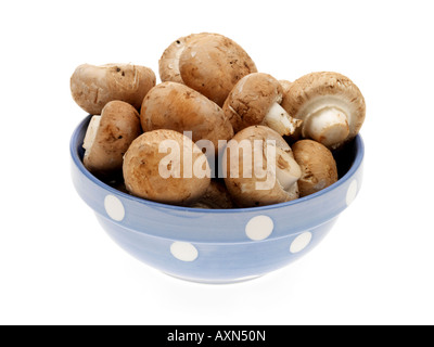 Schüssel voller Frische, gesunde organische Kastanie Pilze gegen einen weißen Hintergrund mit viel Platz und einen Freistellungspfad und keine Leute kopieren Stockfoto