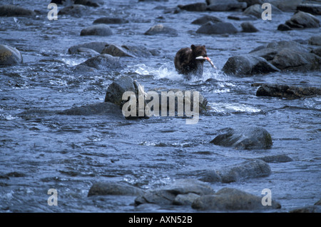 Ein Grizzly-Bär, der mit einem Coho-Lachs durch einen Bach läuft, hat er gerade im Anan Creek Bear Reserve im Tongass National Forest in Southeast Alaska gefangen Stockfoto