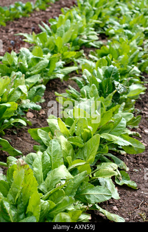 EWIGER SPINAT ODER SPINAT RÜBEN IM FRÜHJAHR Stockfoto