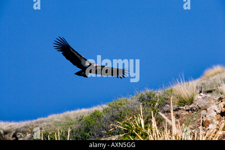 Gefährdete Kalifornien-Kondor über der Big Sur Küste und den Pazifik Stockfoto