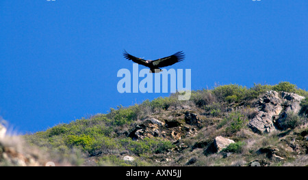 Gefährdete Kalifornien-Kondor über der Big Sur Küste und den Pazifik Stockfoto