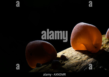 Korallen-Ort Pilz. Nectria Cinnabarina. Stockfoto