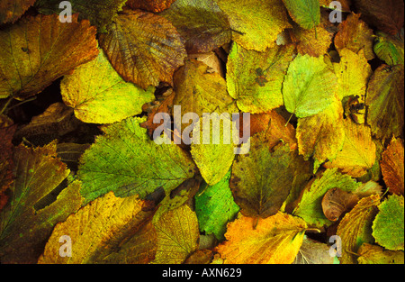 Herbst, die Blätter herbstlich fallen Farbe Farbe gefärbt Farbhintergrund England UK GB britischen Inseln Natur Stockfoto