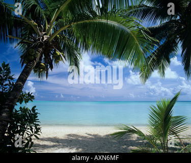 Kokosnuss-Palmen am Strand von Matira in Bora Bora Französisch Polynesien Stockfoto