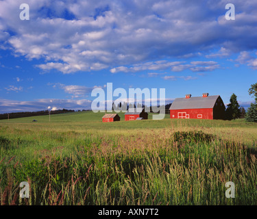 Am Nachmittag Licht auf roten Gambrel überdachte Scheune in der Nähe von Potlatch, Idaho Stockfoto