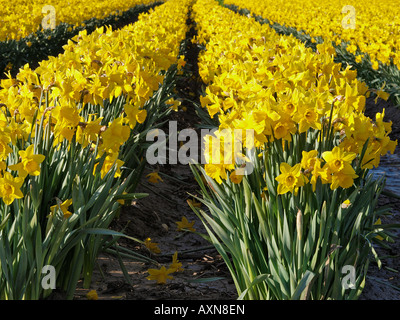 REIHEN VON NARZISSEN IN BLUME IM FELD BEI HAPPISBURGH NORFOLK ENGLAND UK Stockfoto