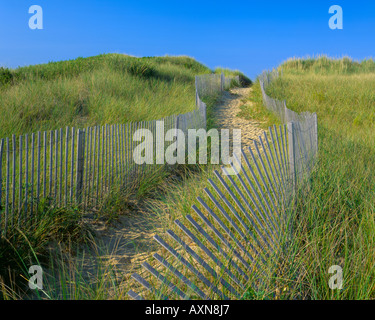 Weg durch die Dünen auf der großen Insel Trail große Insel nahe Wellfleet Stockfoto