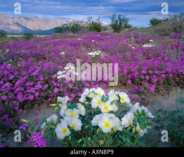 Düne Evening Primrose und Wüste Sand Eisenkraut im Anza Borrego Desert State Park, Kalifornien Stockfoto