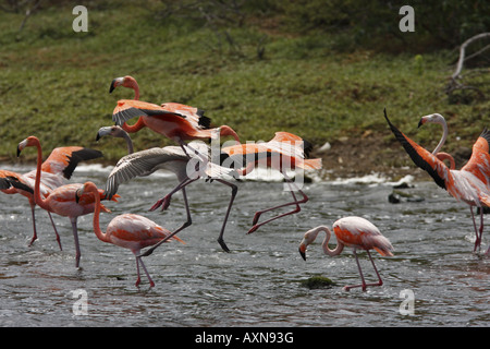 Pink Flamingo Fütterung in Salinen auf der Insel Bonaire Stockfoto