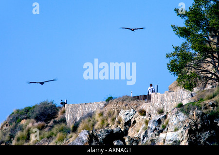 2 gefährdete Kalifornien Kondore schweben über der Big Sur Küste und den Pazifik mit Touristen beobachten Stockfoto