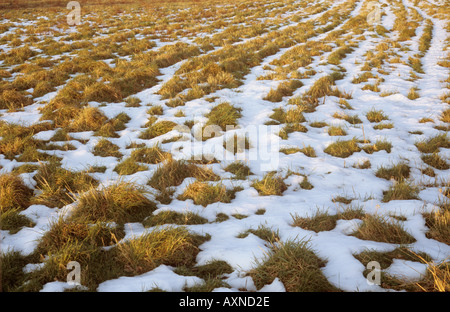 Der letzte Schnee des Winters liegen auf einer Wiese büschelige Gras Stockfoto