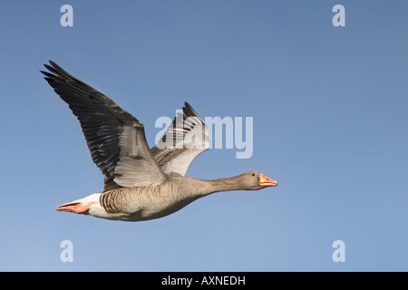 Graugans im Flug Stockfoto