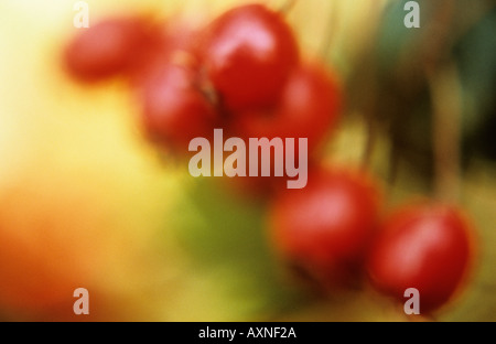 Impressionisten in der Nähe von reifen roten Beeren oder Hagebutten oder Weißdorn oder Quickthorn oder Mai oder Crataegus Monogyna Stockfoto