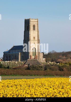 ST. MARYS KIRCHE HAPPISBURGH MIT BLÜHENDEN NARZISSEN BLÜTEN NORFOLK ENGLAND UK Stockfoto