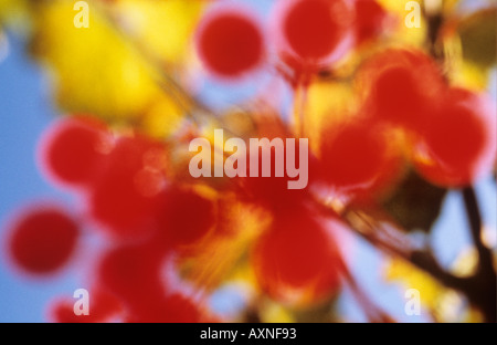 Impressionist Nahaufnahme von roten Beeren des Guelder Rose oder Sumpf elder oder europäischen Preiselbeere oder Viburnum opulus Stockfoto