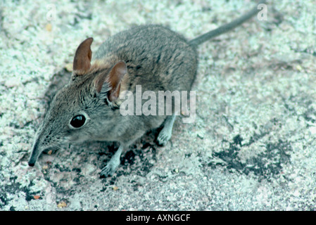 Rüsselhündchen, Elephantulus myurus Stockfoto