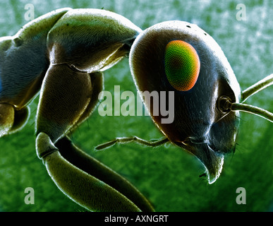 Ameise, gesehen durch ein EM-Mikroskop Stockfoto