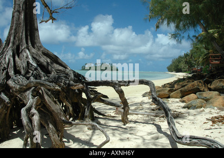 Die freiliegenden Wurzeln ein Eisen Holz Baum am Ufer der Cook Inseln. Im Hintergrund können e gesehen Motu Taakoka. Stockfoto