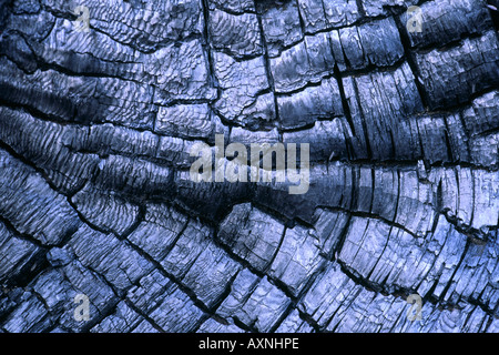 Lodgepole Pine Pinus Contorta Nahaufnahme von verbrannten Baum nach Brand Stockfoto