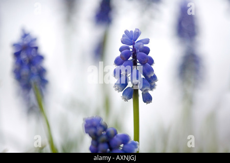 Muscari Armeniacum, Grape Hyacinth wächst im Schnee Stockfoto