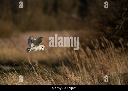 Schleiereule im Flug auf der Jagd nach Beute über Heide in Norfolk, Großbritannien Stockfoto