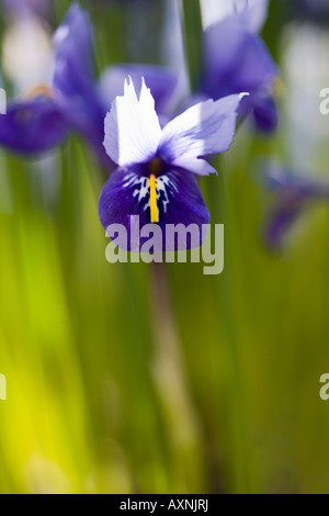 Zwerg-Iris-Harmonie Stockfoto