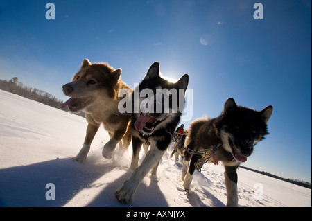 KANADISCHE INUIT HUNDE ZIEHEN SCHLITTEN ÜBER SEE WINTERGREEN WINTERCAMPING LODGE Stockfoto