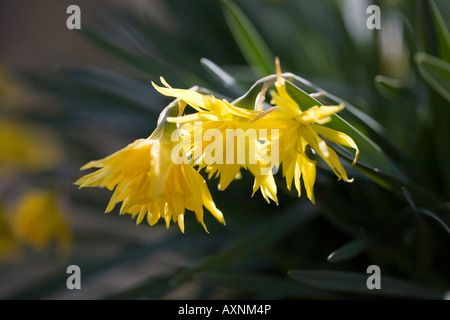 Narzisse Rip van Winkle Stockfoto