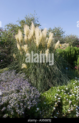 Cortaderia Selloana Pumila Stockfoto