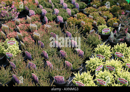 Anzeige der verschiedenen alpinen Stil Pflanzen und Heidekraut für Verkauf, Garten Center in der Nähe von Kilmarnock, Schottland Stockfoto