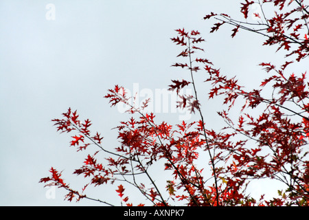 Quercus Palustris zeigt Herbstfärbung Stockfoto