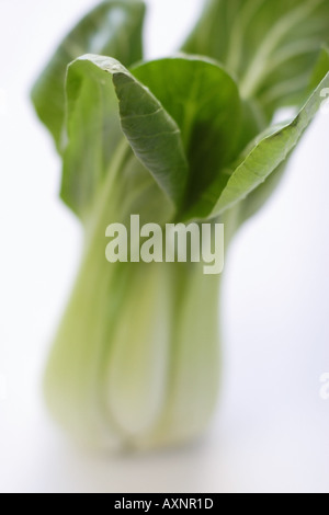 Bok Choy Stockfoto