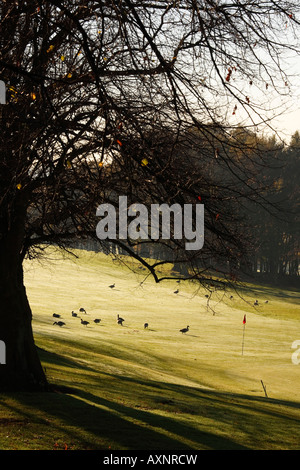 Gänse auf Edgbaston Golf Kurs Birmingham Stockfoto