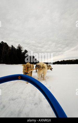 KANADISCHE INUIT HUNDE ZIEHEN SIE EINEN SCHLITTEN ÜBER EINEN GEFRORENEN SEE GRENZE GEWÄSSER KANU BEREICH MINNESOTA Stockfoto