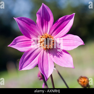 Dahlie Magenta Star Stockfoto