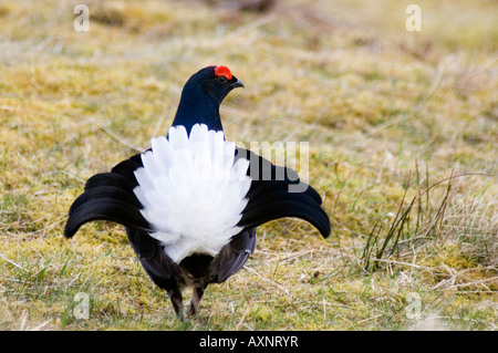 Birkhuhn at Tetrix Lekking Corrimony RSPB Stockfoto