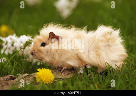 Abessinier Meerschweinchen auf Wiese Stockfoto