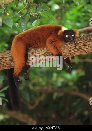 Ruffed Lemur auf Zweig Varecia Variegata liegen Stockfoto