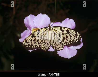 große Baumnymphe sitzen auf Blume Idee leuconoe Stockfoto